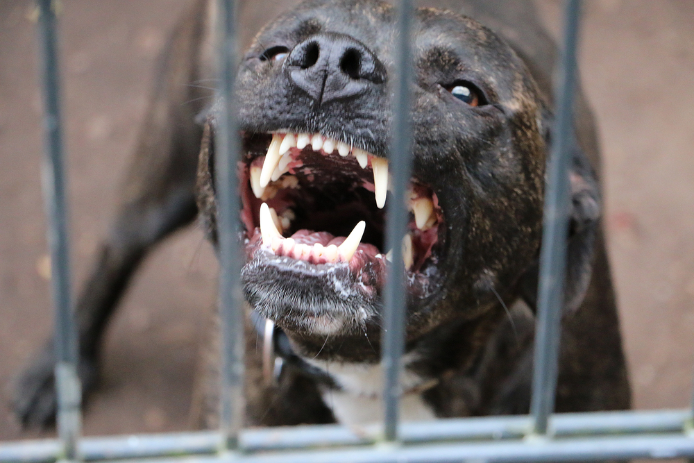 Man Bitten in Pit Bull Attack Near Ave K-8